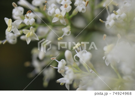 初夏の森に咲く花木ネズミモチの白い花の写真素材
