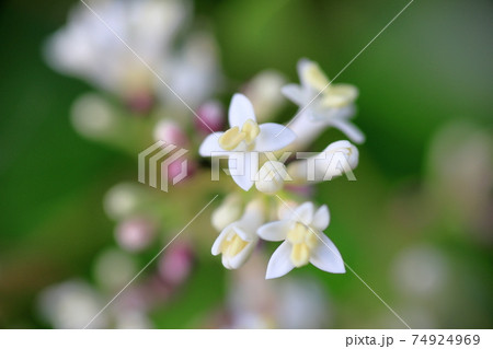 初夏の森に咲く花木ネズミモチの白い花の写真素材