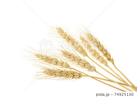 小麦の穂 小麦の穂 74925130