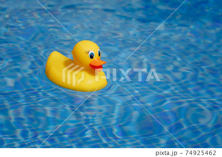 yellow rubber duck in blue swimming pool yellow rubber duck in blue swimming pool 74925462