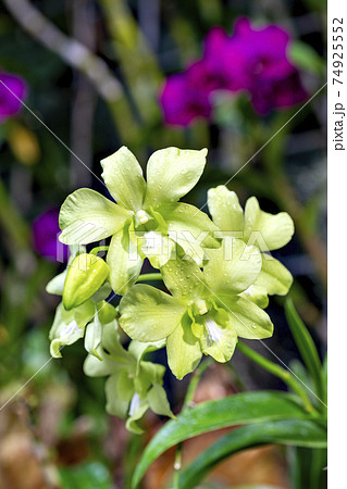 日本の温室で満開のデンドロビウム ファレノプシスの写真素材