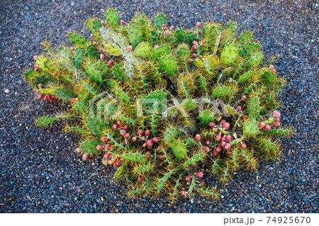 cactus Opuntia with flowers on pebble background 74925670