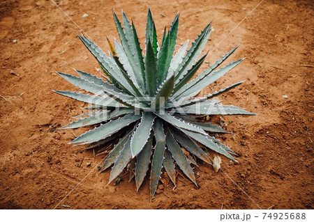 agave cactus plant on dry sand background 74925688