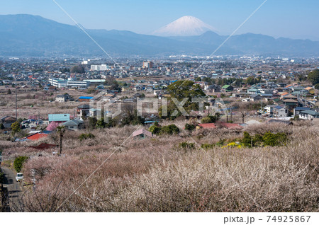 見晴台から見る梅林と富士山 見晴台から見る梅林と富士山 74925867