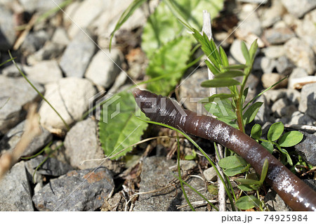 ミミズ 74925984