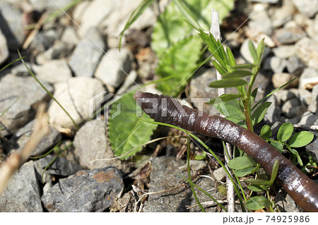 ミミズ 74925986
