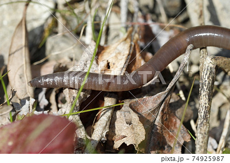 ミミズ ミミズ 74925987