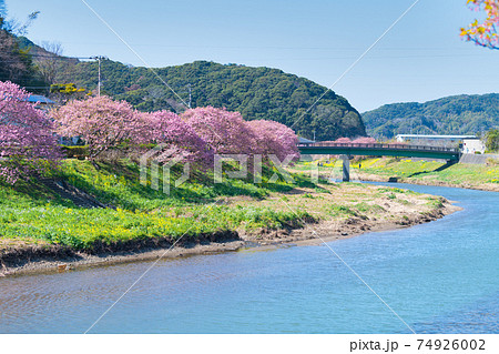 みなみの桜と菜の花まつり みなみの桜と菜の花まつり 74926002