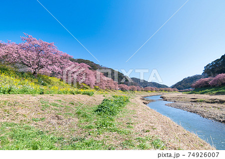 みなみの桜と菜の花まつり 74926007