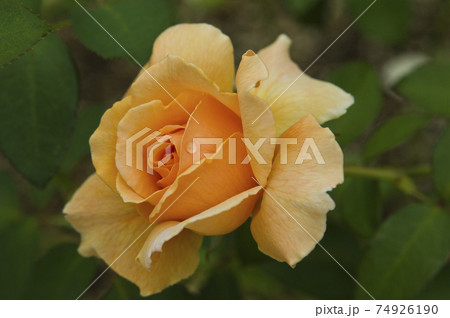 薔薇園にオレンジ色のバラの花が咲いています。このバラの名前はジャストジョーイです。 薔薇園にオレンジ色のバラの花が咲いています。このバラの名前はジャストジョーイです。 74926190