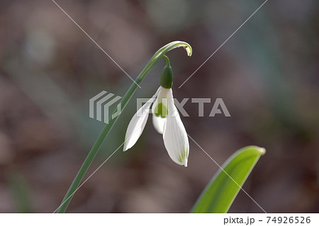スノードロップ 74926526