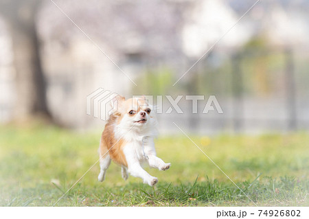 桜の木の下で走ってくる小型犬のチワワ 桜の木の下で走ってくる小型犬のチワワ 74926802