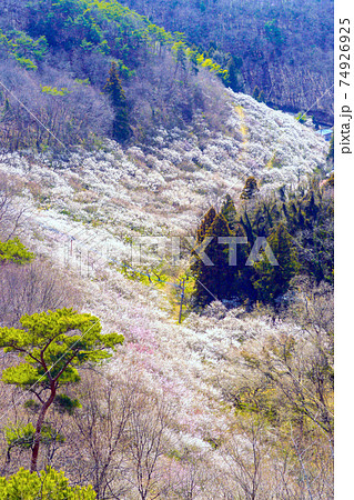 西渓園の梅林 74926925