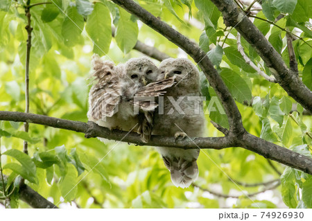 巣立ちしたエゾフクロウの雛 74926930