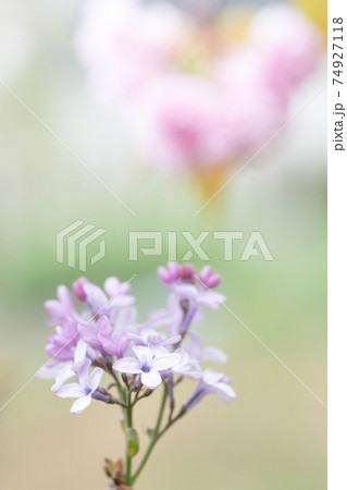 リラの咲く背景にはハートの形のぼけ。 リラの咲く背景にはハートの形のぼけ。 74927118