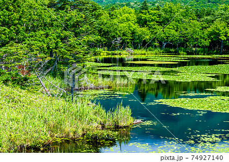 北海道 知床半島　夏の知床五湖（一湖） 74927140