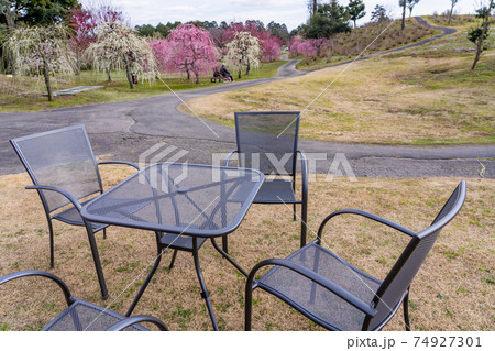 早春の梅園で休憩する人　イスとテーブル 74927301
