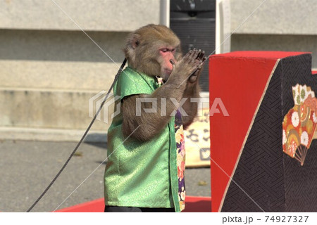 イベント会場で芸をする猿が合掌 イベント会場で芸をする猿が合掌 74927327
