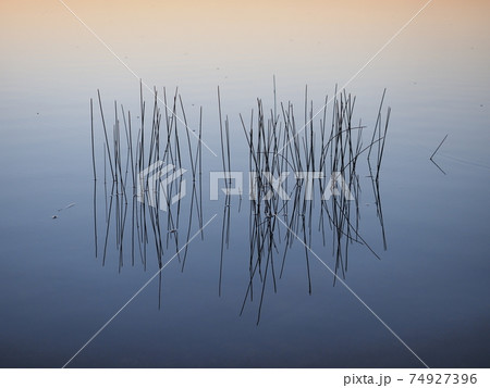 Reeds at Sunrise in Everglades National Park, Florida. Reeds at Sunrise in Everglades National Park, Florida. 74927396