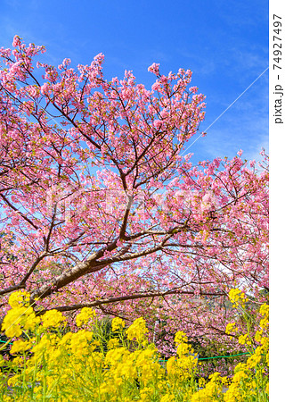 春の空と河津桜と菜の花畑 春の空と河津桜と菜の花畑 74927497