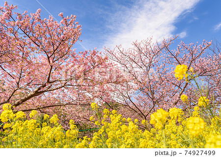 快晴の春の空と河津桜と菜の花 快晴の春の空と河津桜と菜の花 74927499