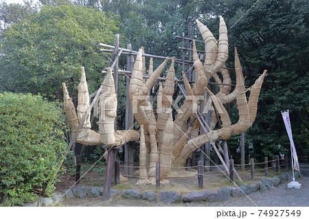 秋の風物詩　こも巻き（熱田神宮　愛知県 名古屋市 熱田区） 74927549