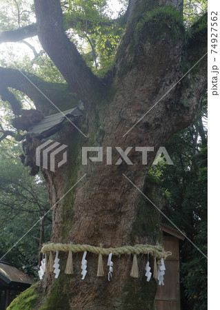 弘法大師のお手植えしたと言われている大楠（熱田神宮　愛知県 名古屋市 熱田区） 74927562