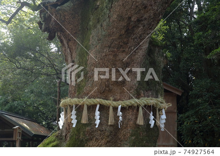 楠の巨木（大楠　熱田神宮　愛知県 名古屋市 熱田区） 74927564