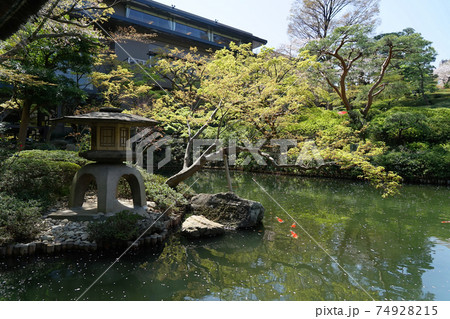 コイが泳ぐ新緑の八芳園の庭園 74928215
