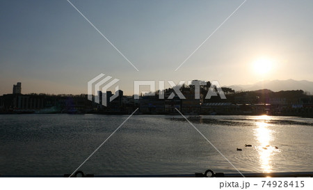 海 カモメ 東海岸 74928415