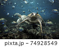 Green sea turtle and sergeant major fish, Galapagos Islands 74928549
