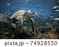 Green sea turtle and sergeant major fish, Galapagos Islands 74928550