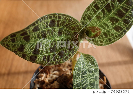 マコデス ペトラ ジュエルオーキッド の写真素材