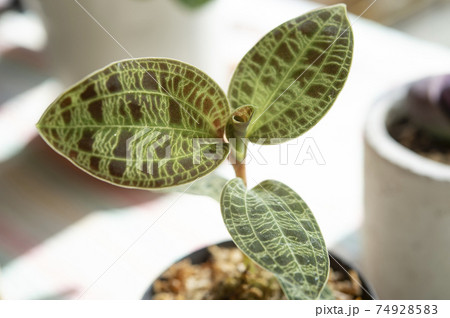 マコデス・ペトラ（ジュエルオーキッド） 74928583