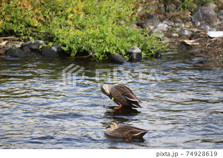 羽繕い中も鴨 74928619