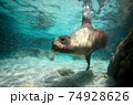Sea lion swimming underwater Galapagos Islands 74928626