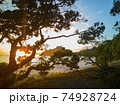 Scenic sunrise through Pohutukawa trees at New Chums Beach, Coromandel Peninsula, New Zealand 74928724
