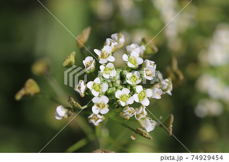 冬の野原に咲くナズナの白い花の写真素材