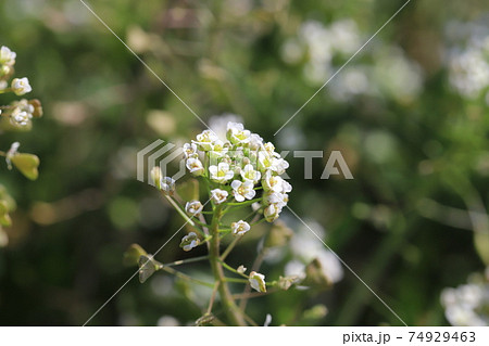 冬の野原に咲くナズナの白い花の写真素材