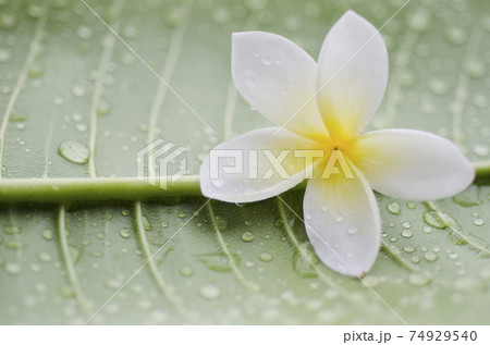 Close-up of plumeria flower 74929540