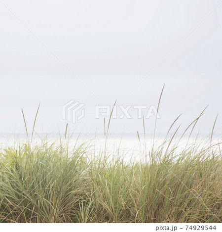 Grass on dunes 74929544