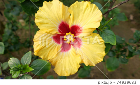 植物 緑 緑色 74929633