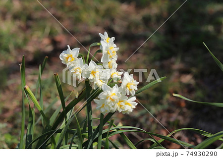 冬の野原に咲くフサザキスイセンの白い花の写真素材