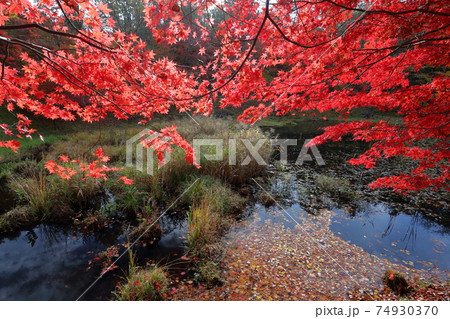 鮮やかに染まる（三河　タカドヤ湿原　愛知県 豊田市） 74930370