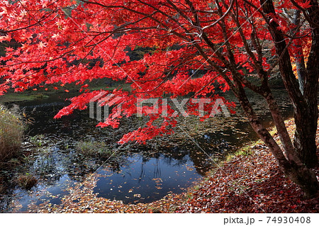 色鮮やかに染まる木々（三河の紅葉　タカドヤ湿原　愛知県 豊田市） 74930408