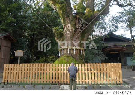 大楠の前で祈願（大楠　熱田神宮　愛知県 名古屋市 熱田区） 74930478