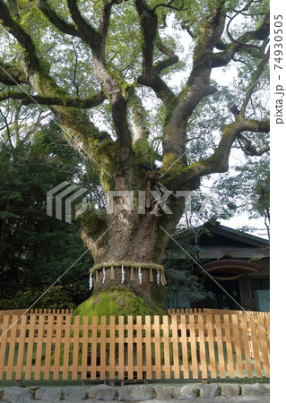 楠の巨木（大楠　熱田神宮　愛知県 名古屋市 熱田区） 74930505