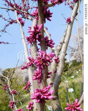 小石川植物園のハナズオウ 74930976