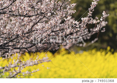 佐布里池 梅の館前 うめと菜の花のコラボレーション 2021 佐布里池 梅の館前 うめと菜の花のコラボレーション 2021 74931368