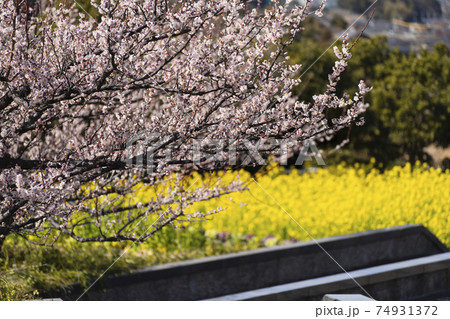 佐布里池 梅の館前 うめと菜の花のコラボレーション 2021 佐布里池 梅の館前 うめと菜の花のコラボレーション 2021 74931372